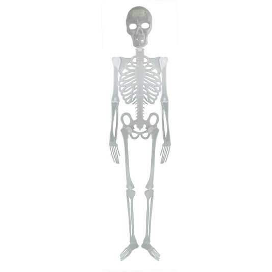 Skelett 150 cm