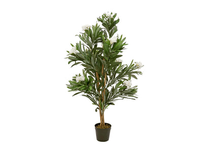 Laub- und Ficusbäume