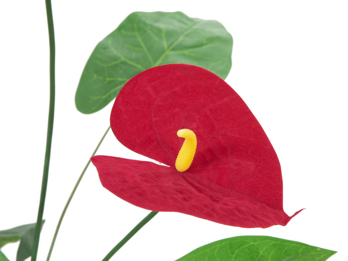 Europalms Anthurium, künstlich, 70cm – Ansicht 3