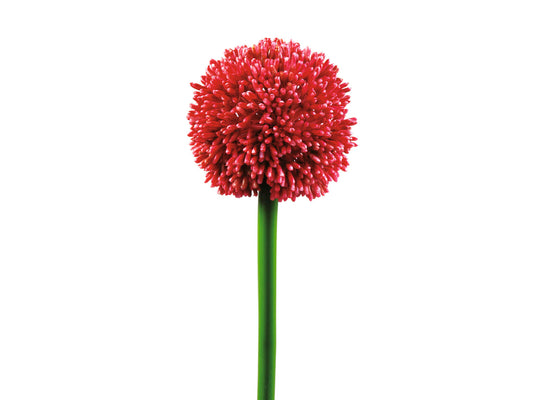 Europalms Alliumzweig, künstlich, rot, 55cm – Ansicht 2