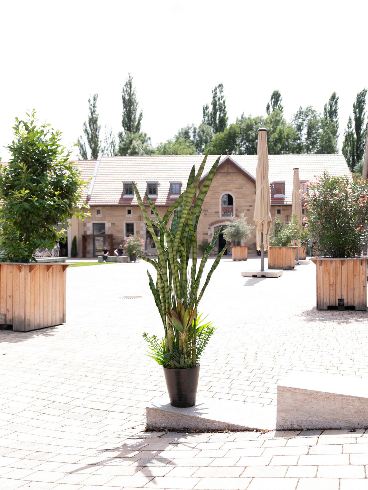Europalms Sukkulenten-Mix, Kunstpflanze, 190cm – Ansicht 10