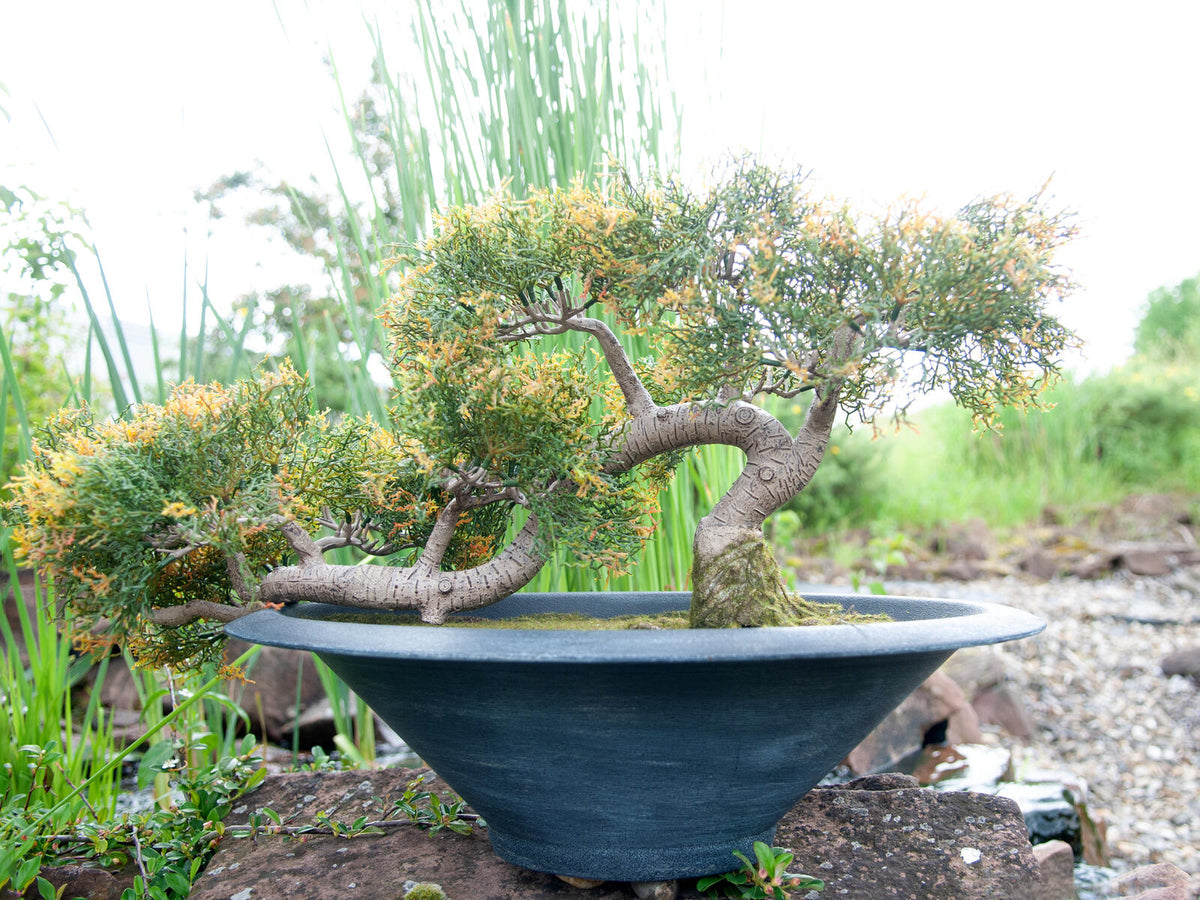 Europalms Bonsai-Zeder, Kunstpflanze, 40cm – Ansicht 5