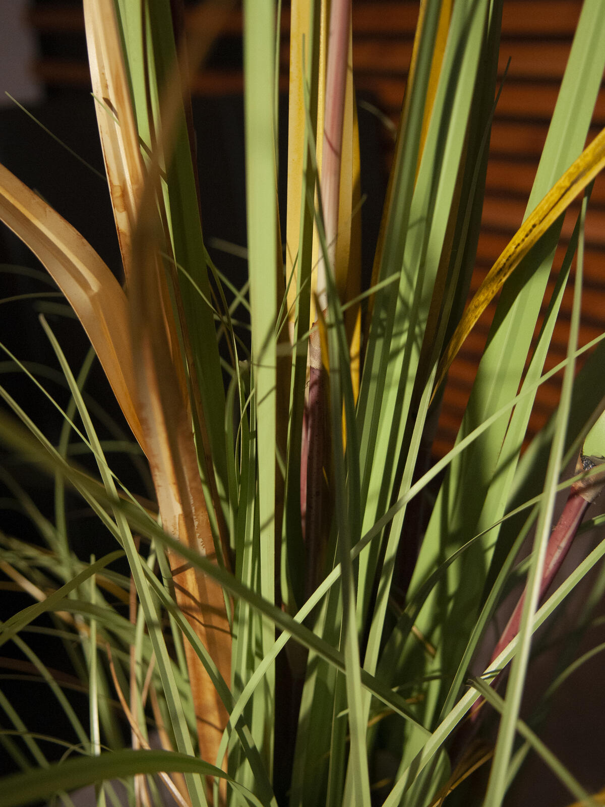 Europalms Wildwuchs, künstlich, 120cm – Ansicht 7