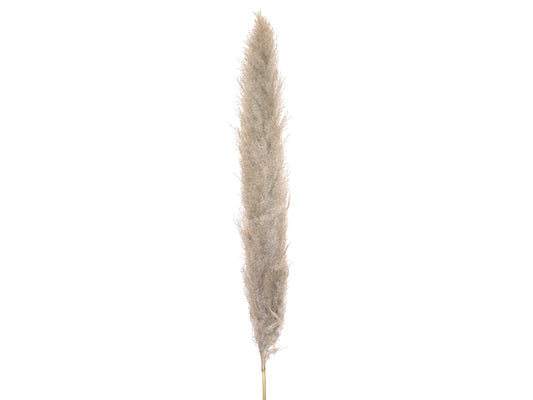 Jolipa Pampasgras Zweig, getrocknet, natur, 137cm – Ansicht 2