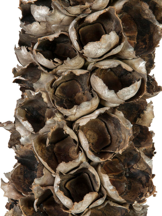 Europalms Cacho Coco ca. 120-190cm – Ansicht 2