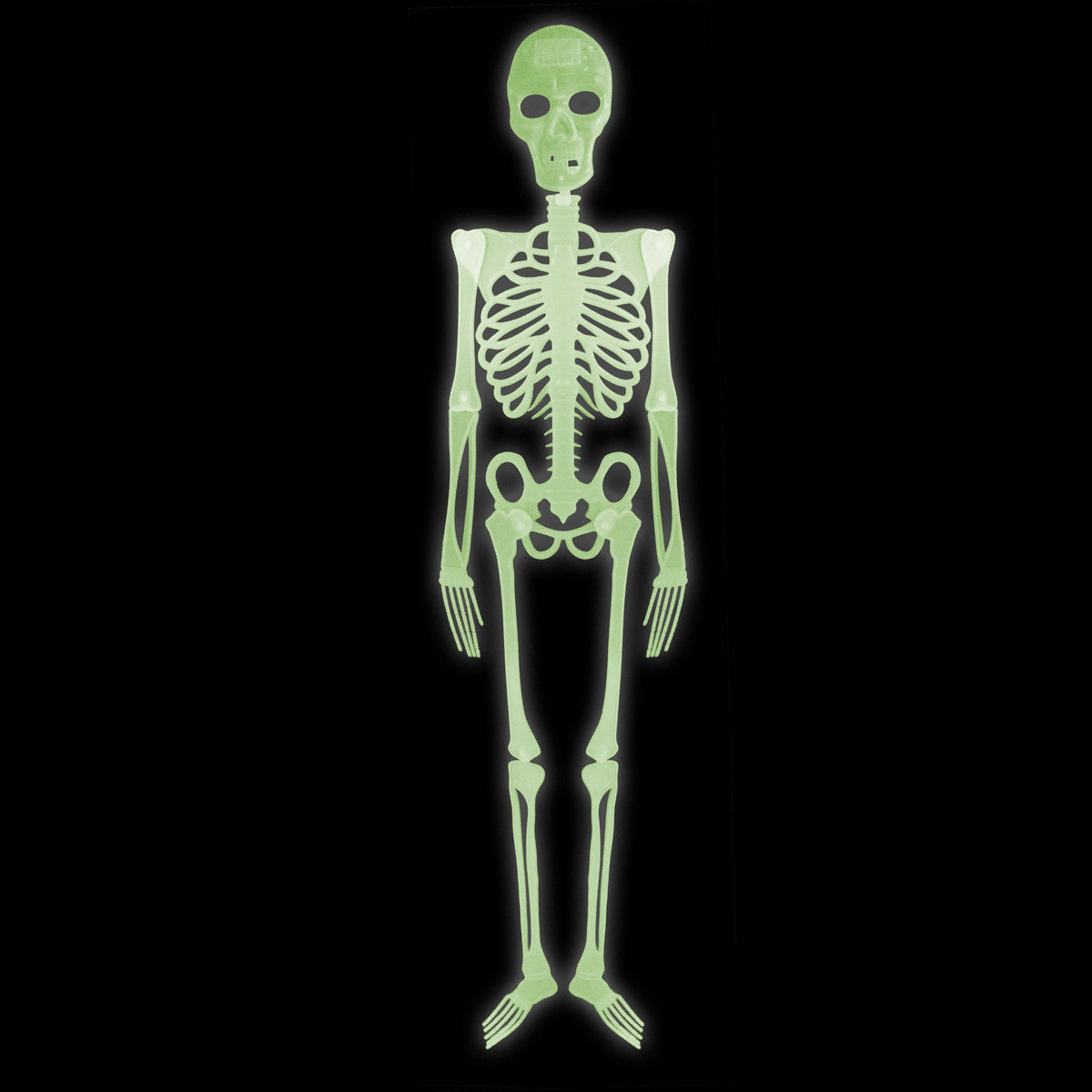 Skelett 150 cm
