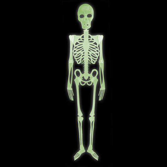 Skelett 150 cm