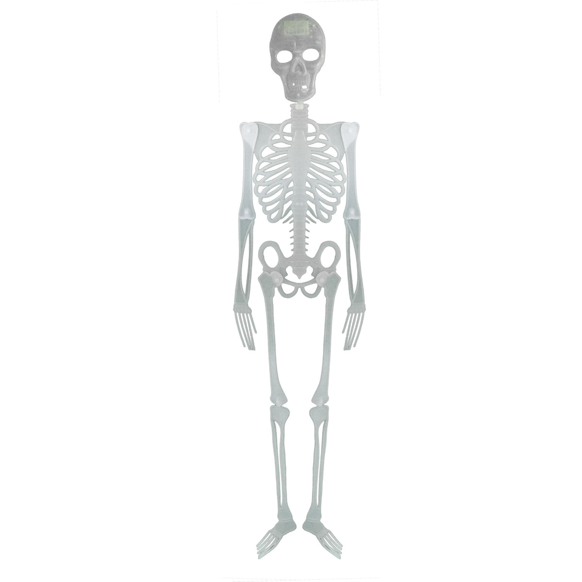 Skelett 150 cm
