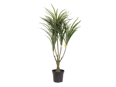 Palmbüsche