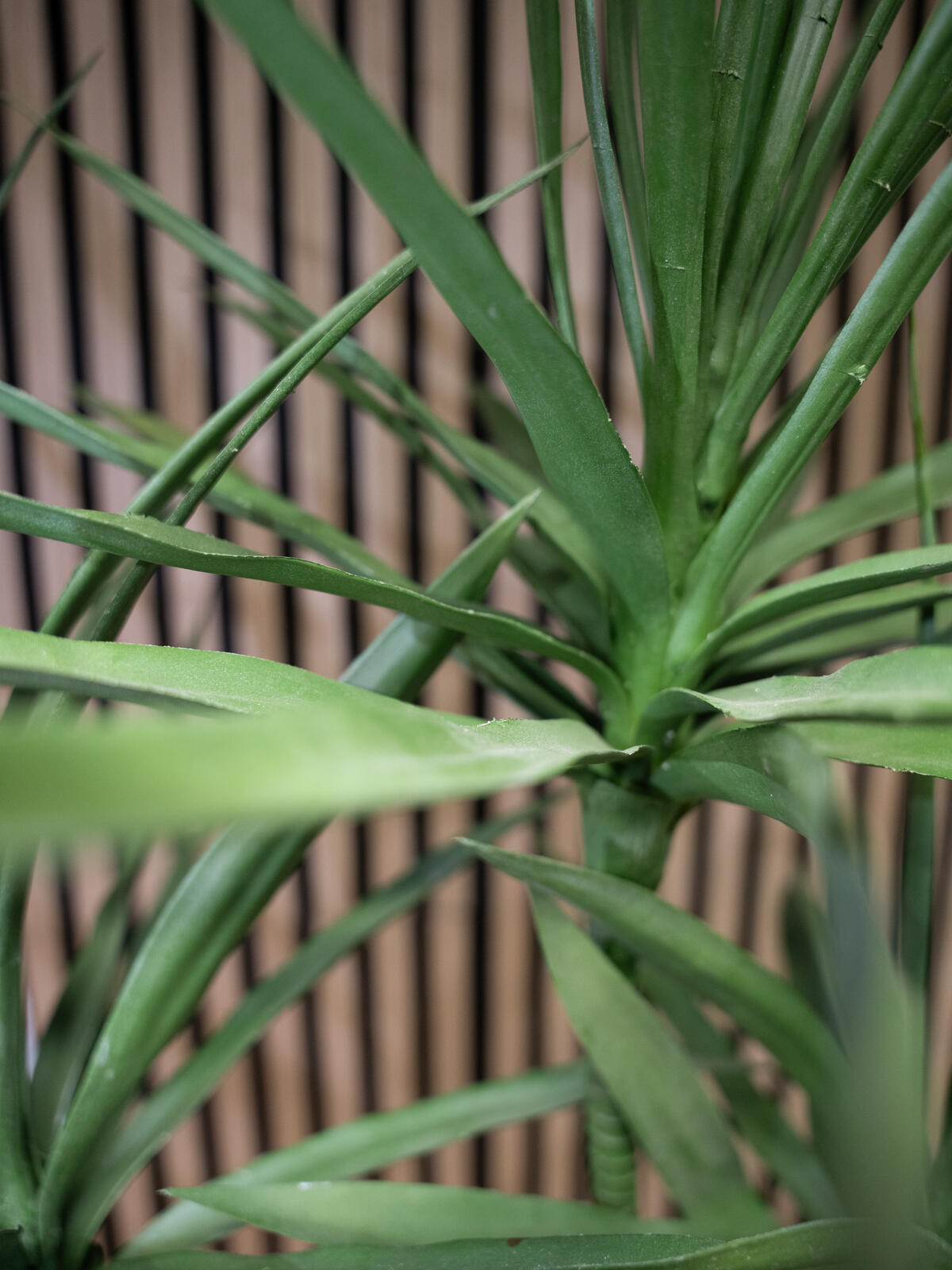 Europalms Dracena, Kunstpflanze, grün, 170cm – Ansicht 4