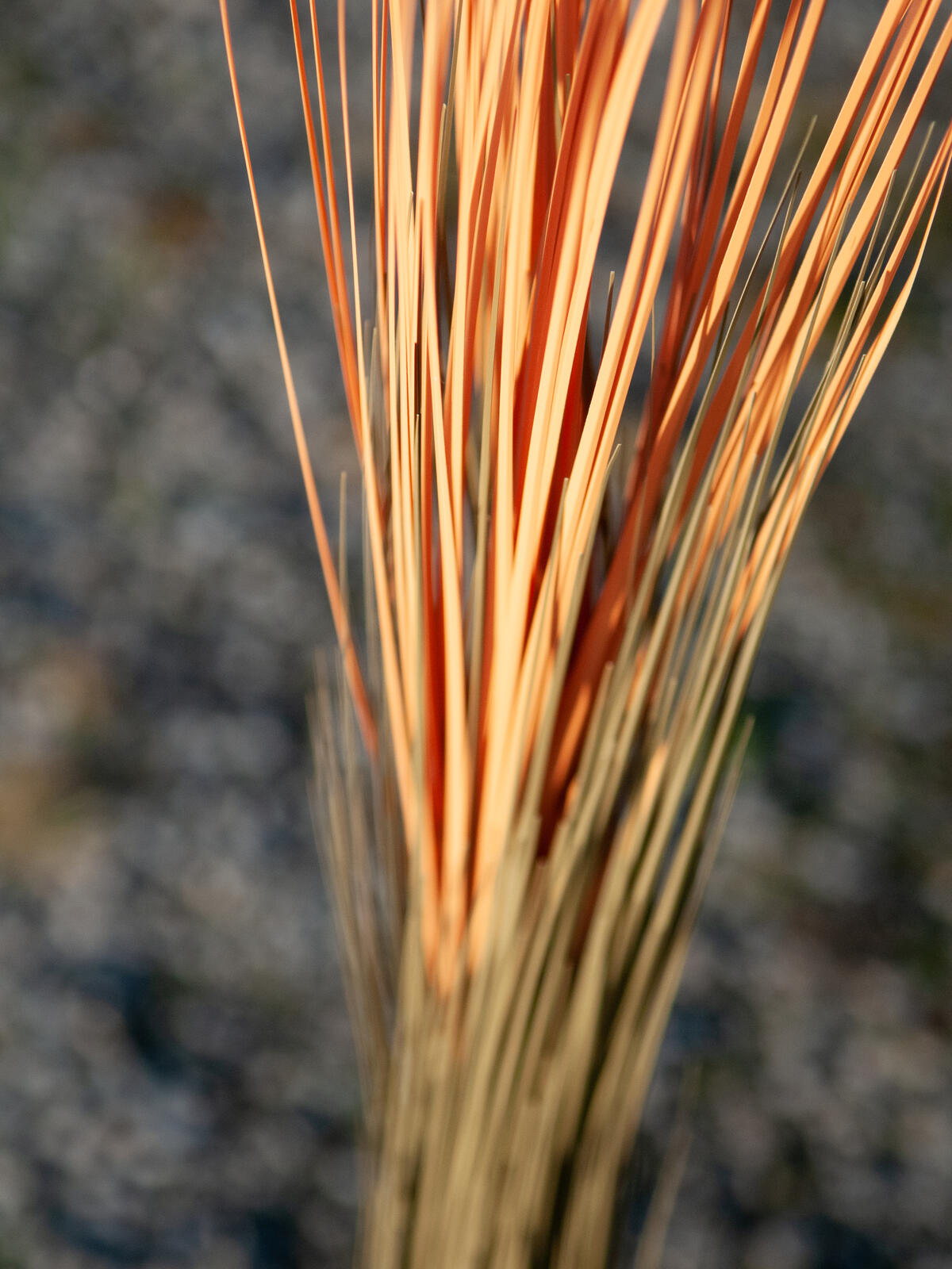 Europalms Schilfgras, künstlich, hellbraun, 127cm – Ansicht 4