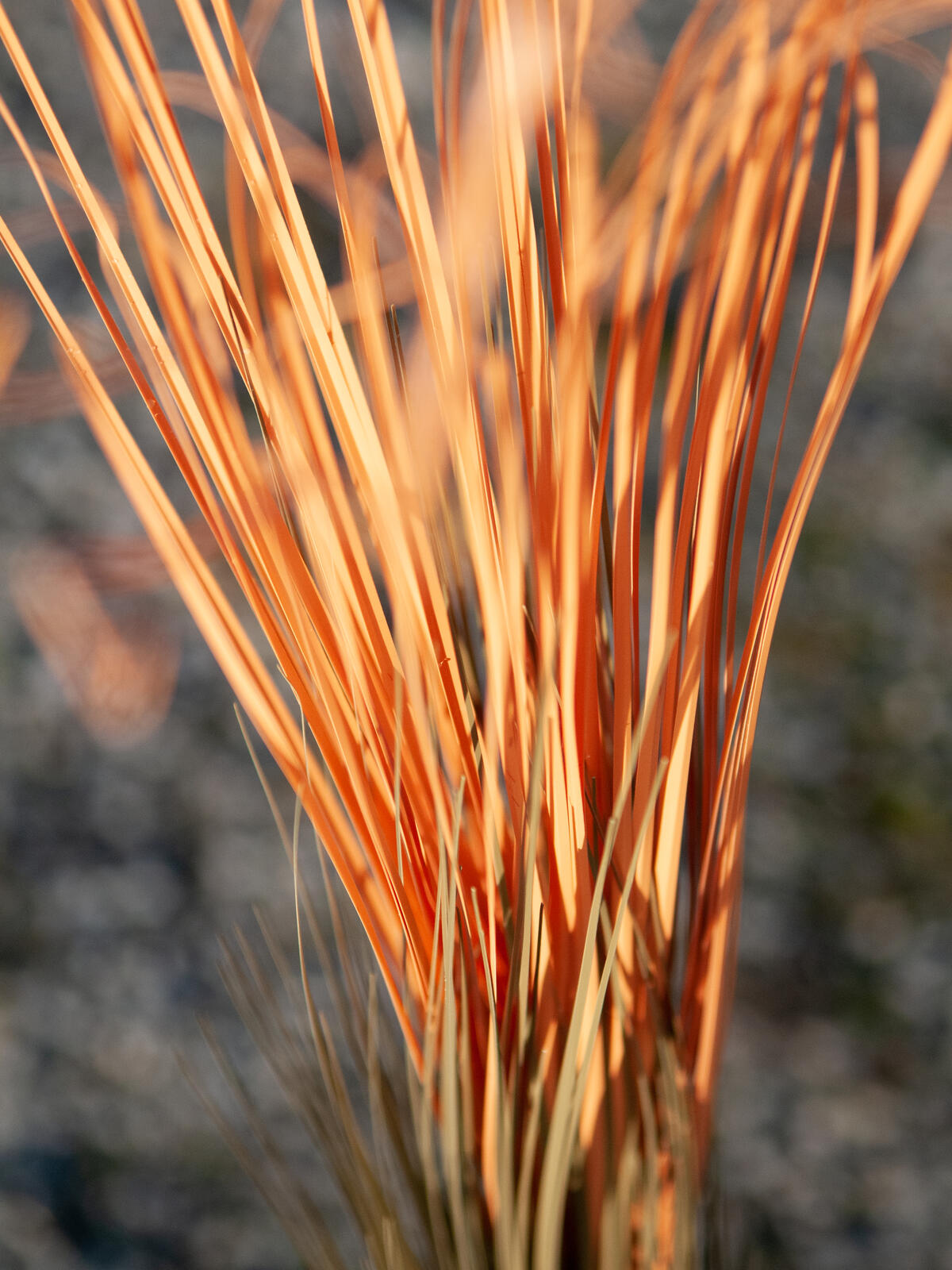 Europalms Schilfgras, künstlich, hellbraun, 127cm – Ansicht 5