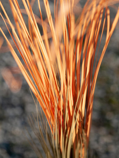 Europalms Schilfgras, künstlich, hellbraun, 127cm – Ansicht 5