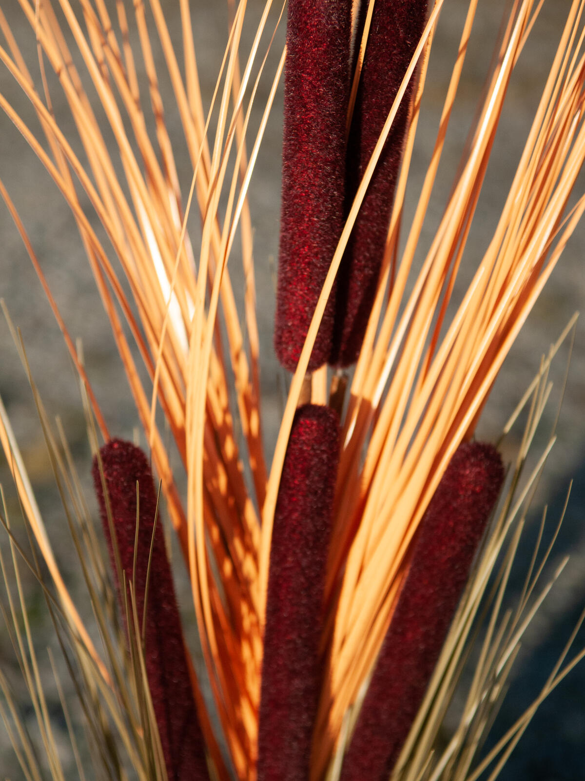 Europalms Schilfgras mit Kolben, künstlich, hellbraun, 152cm – Ansicht 5