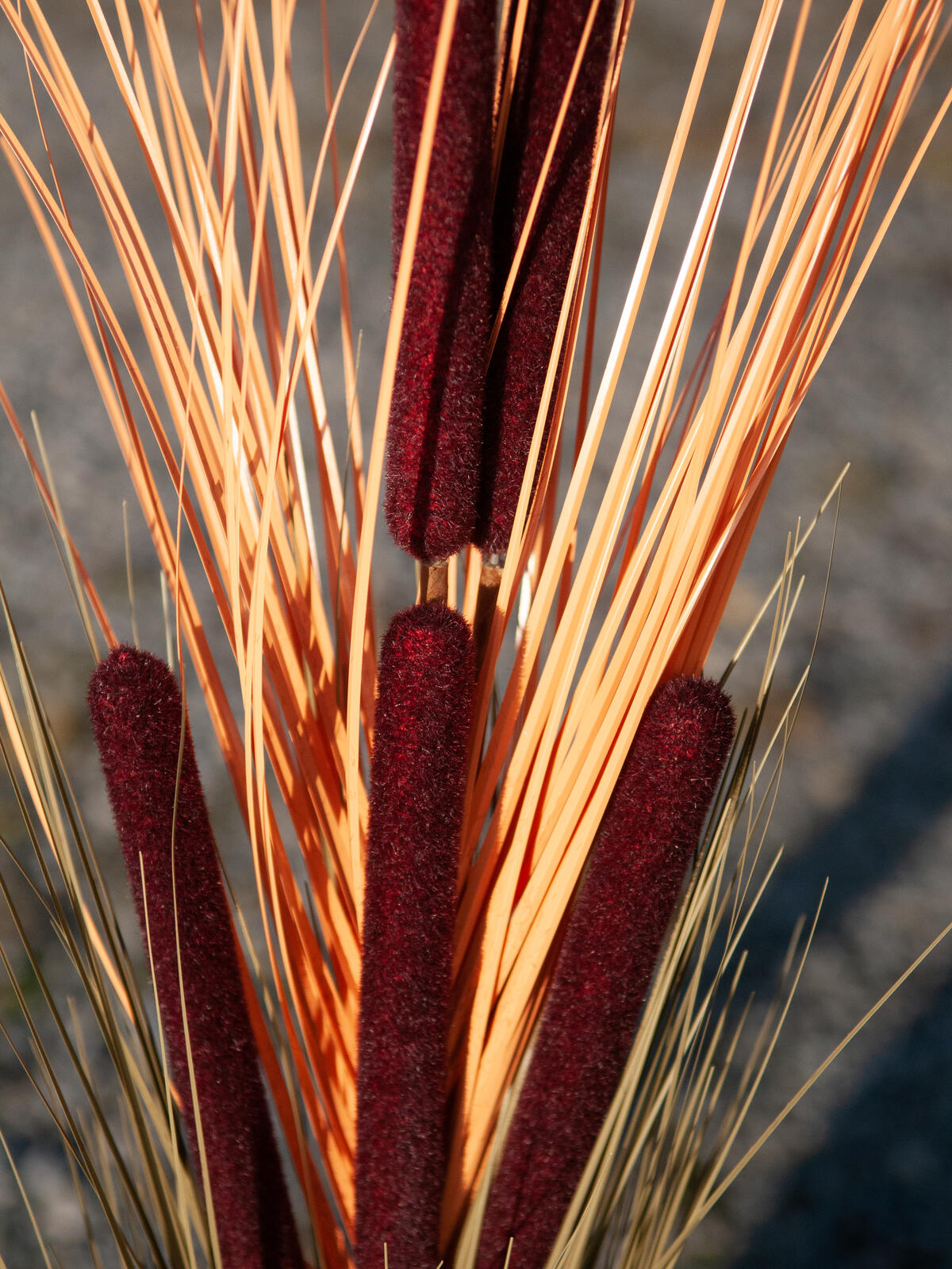 Europalms Schilfgras mit Kolben, künstlich, hellbraun, 152cm – Ansicht 6