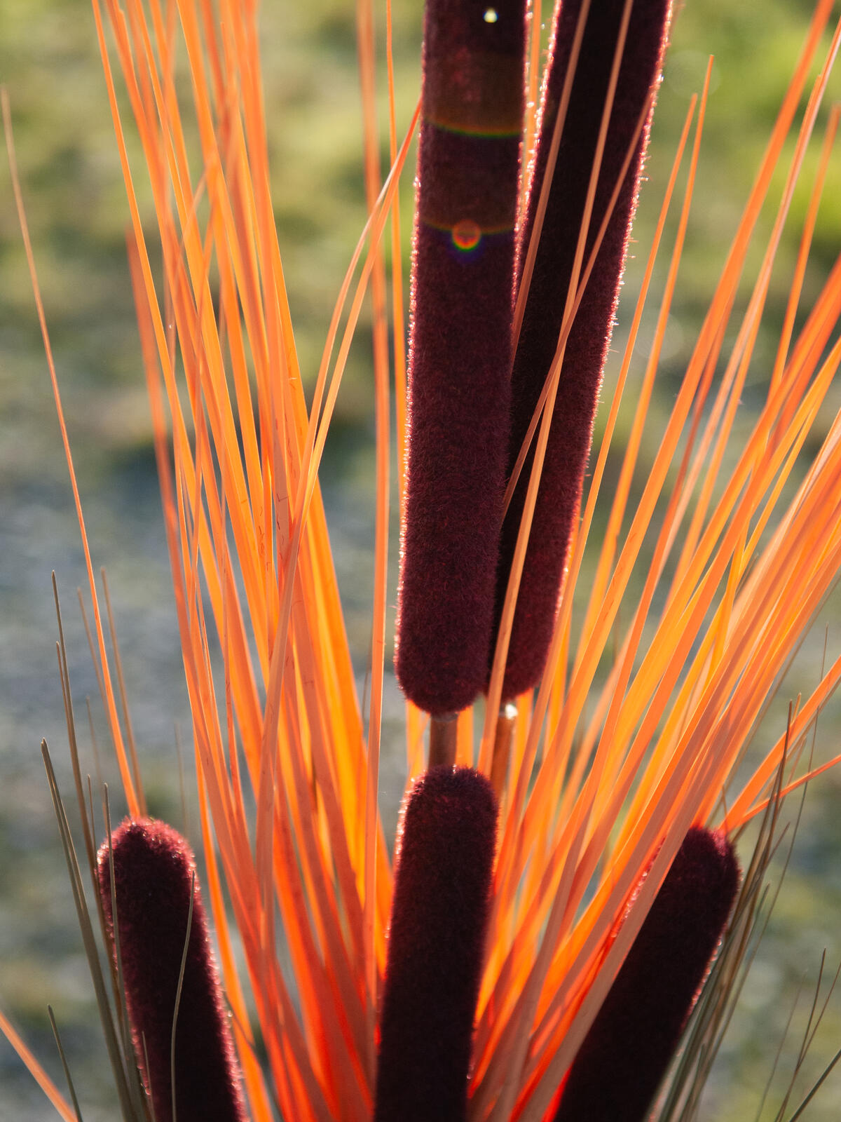 Europalms Schilfgras mit Kolben, künstlich, hellbraun, 152cm – Ansicht 8