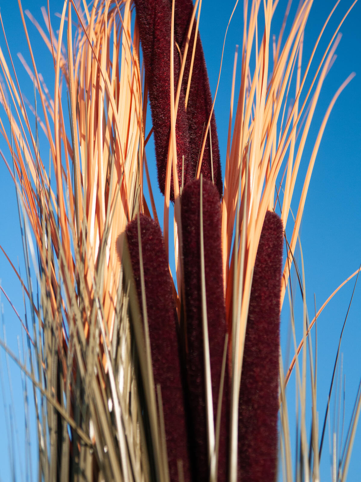 Europalms Schilfgras mit Kolben, künstlich, hellbraun, 152cm – Ansicht 10
