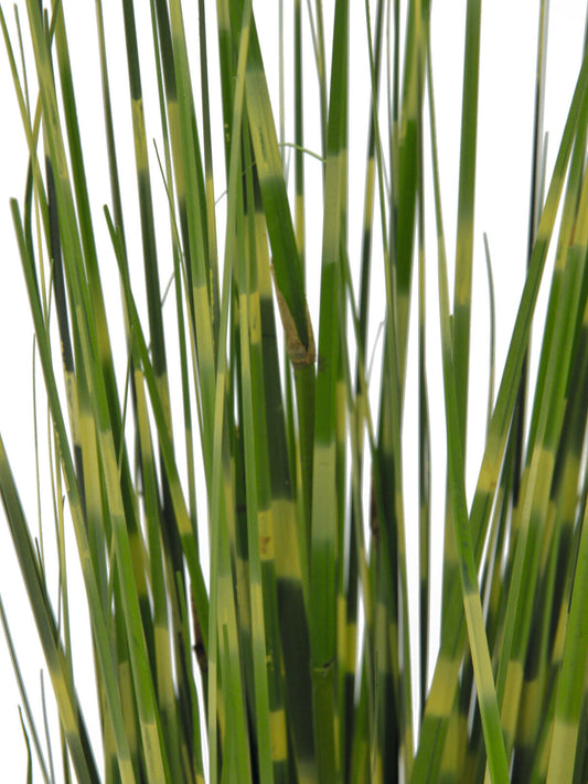 Europalms Zebragras, künstlich, 90cm – Ansicht 2