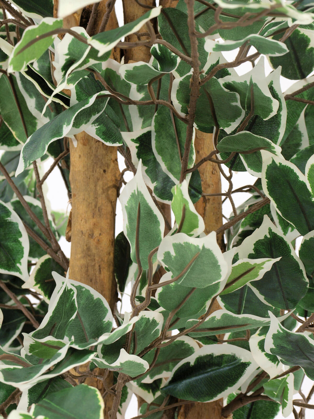 Europalms Silberficus-Benjamini, Kunstpflanze, 180cm – Ansicht 3