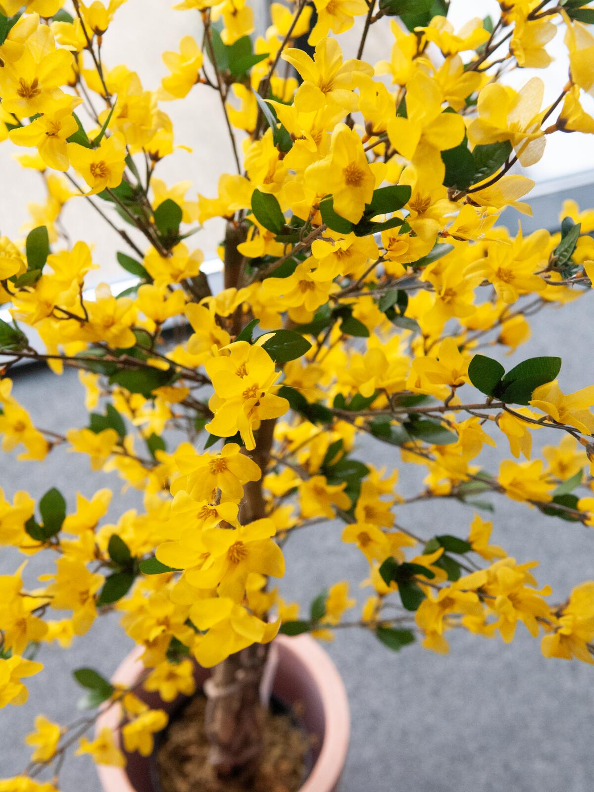 Europalms Forsythienbaum mit 3 Stämmen, Kunstpflanze, gelb, 150cm – Ansicht 2