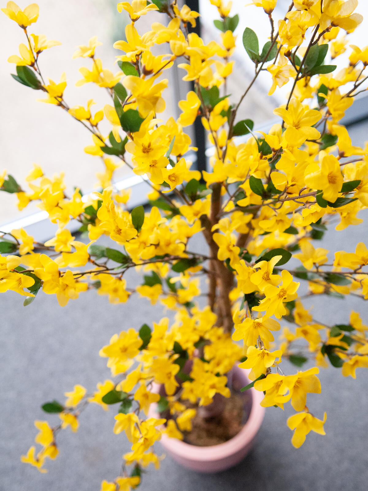Europalms Forsythienbaum mit 3 Stämmen, Kunstpflanze, gelb, 150cm – Ansicht 9