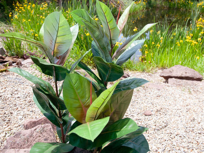 Europalms Gummibaum, Kunstpflanze, 100cm – Ansicht 3