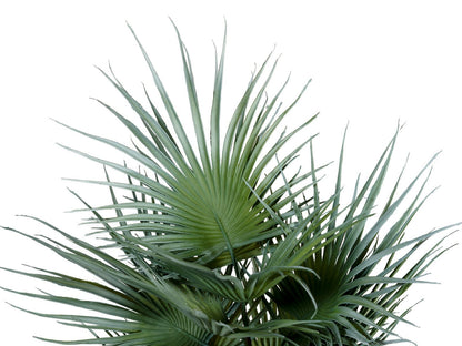 Europalms Fächerpalme, Kunstpflanze, 55cm – Ansicht 2