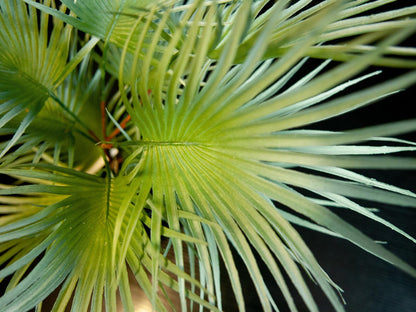 Europalms Fächerpalme, Kunstpflanze, 55cm – Ansicht 4