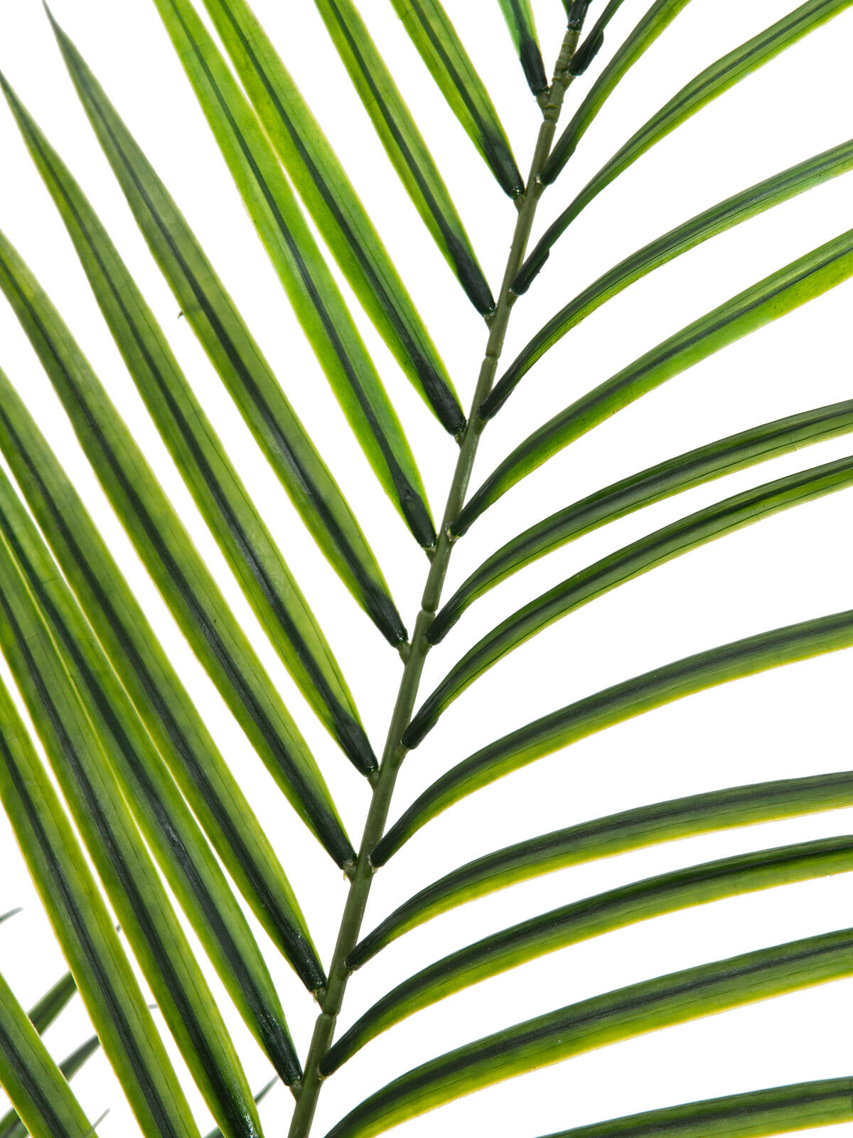 Europalms Großblatt-Areca, Kunstpflanze, 165cm – Ansicht 2