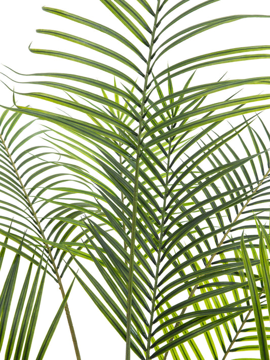 Europalms Großblatt-Areca, Kunstpflanze, 185cm – Ansicht 2
