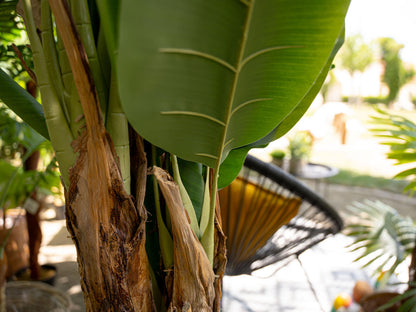 Europalms Bananenbaum, Kunstpflanze, 170cm – Ansicht 4