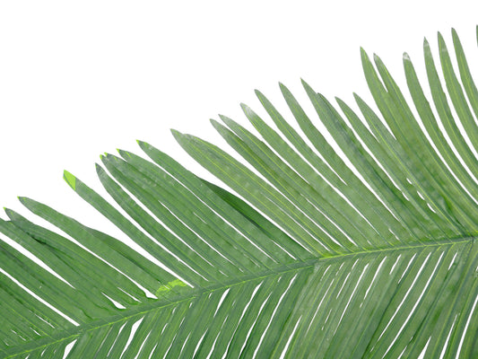Europalms Kokos-Königspalmwedel, künstlich, 180cm – Ansicht 2