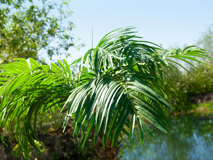 Europalms Phönixpalme luxor, Kunstpflanze, 300cm – Ansicht 6
