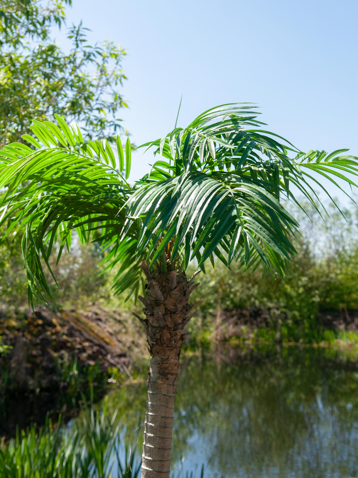 Europalms Phönixpalme luxor, Kunstpflanze, 300cm – Ansicht 7