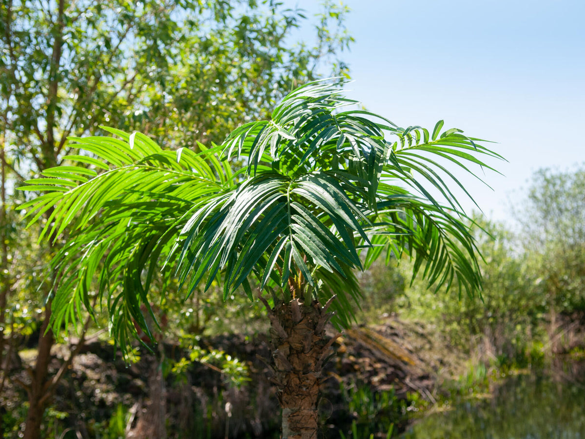 Europalms Phönixpalme luxor, Kunstpflanze, 300cm – Ansicht 8