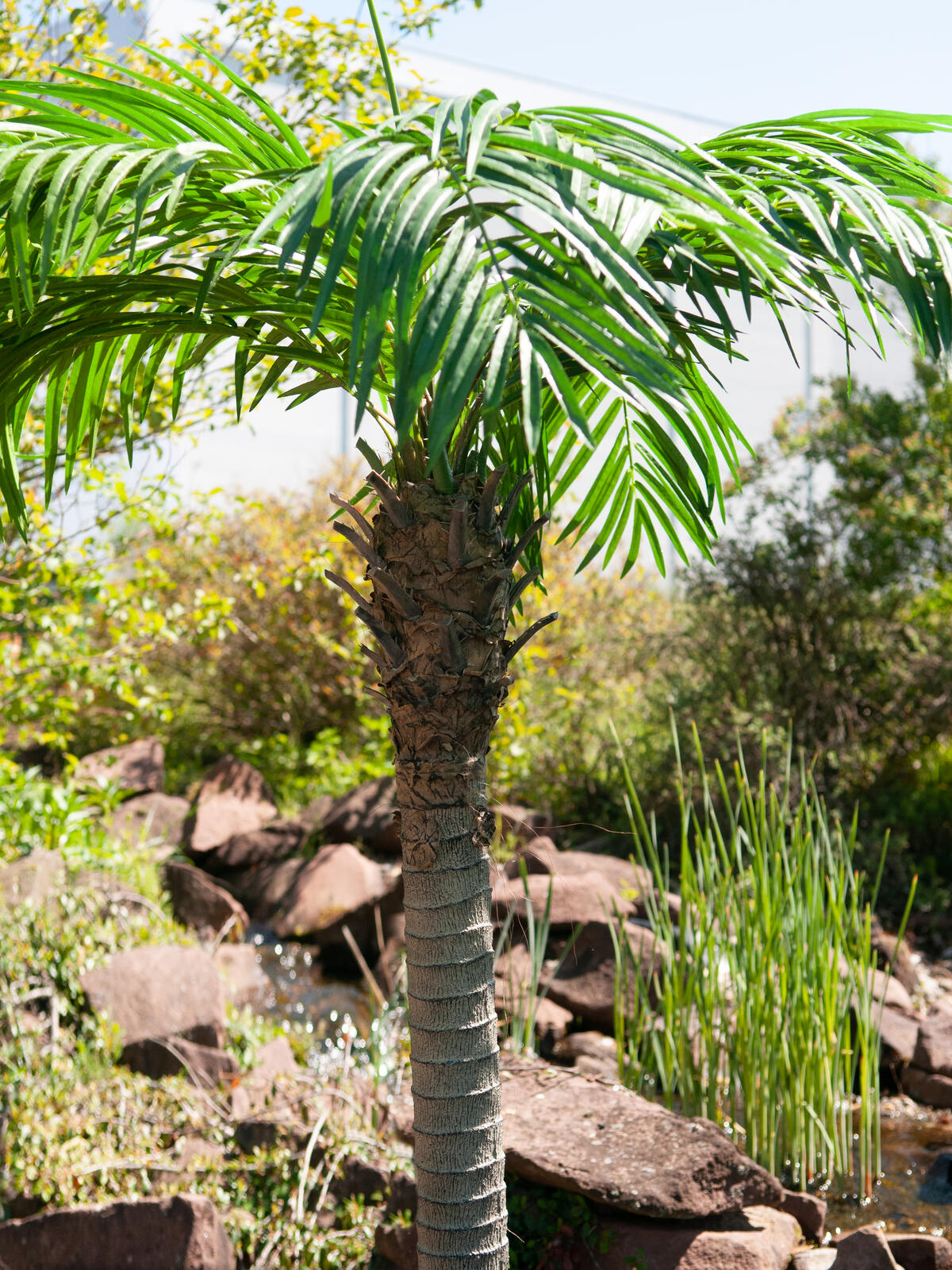 Europalms Phönixpalme luxor, Kunstpflanze, 300cm – Ansicht 10