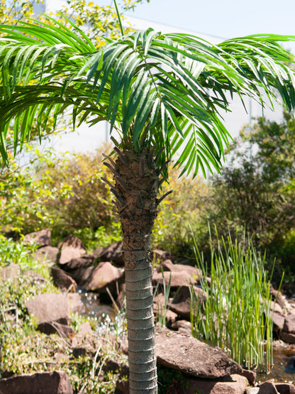 Europalms Phönixpalme luxor, Kunstpflanze, 300cm – Ansicht 10
