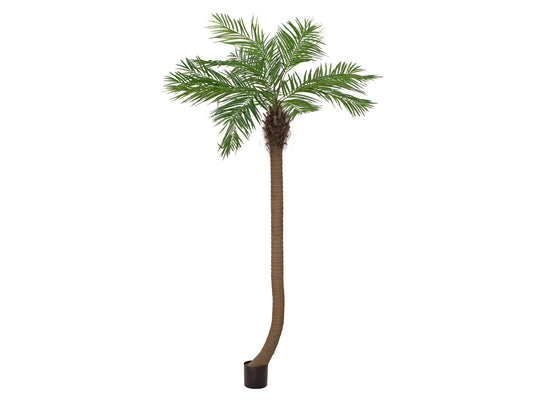 Europalms Phönixpalme luxor gebogen, Kunstpflanze, 240cm