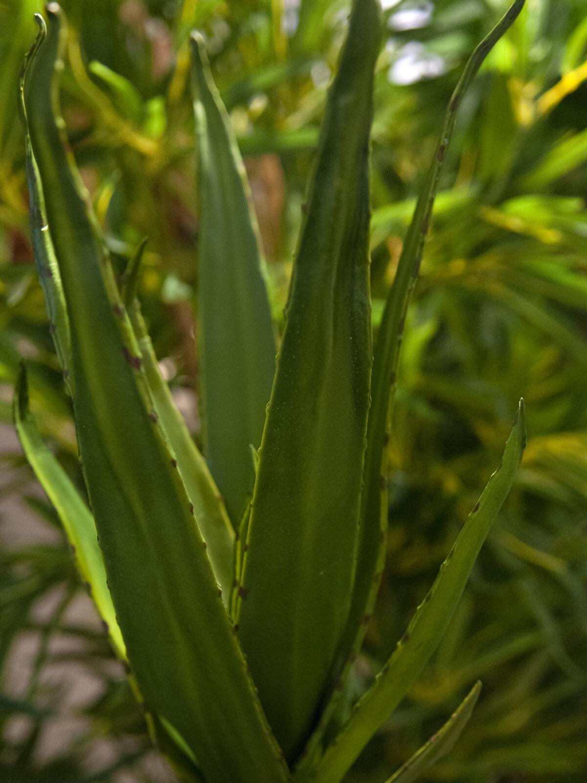 Europalms Aloe (EVA), künstlich, grün, 50cm – Ansicht 3