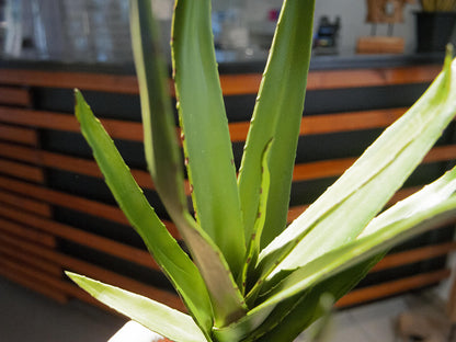Europalms Aloe (EVA), künstlich, grün, 50cm – Ansicht 5