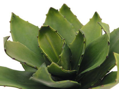Europalms Agave (EVA), künstlich, grün, 35cm – Ansicht 2