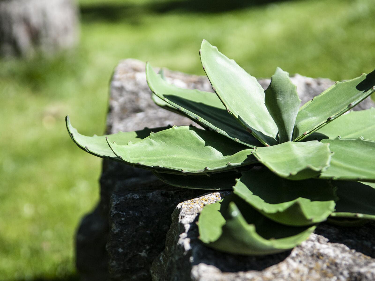 Europalms Agave (EVA), künstlich, grün, 35cm – Ansicht 3