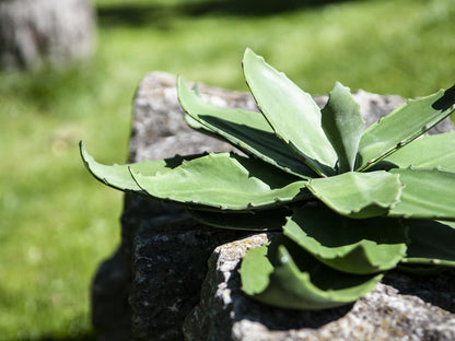 Europalms Agave (EVA), künstlich, grün, 35cm – Ansicht 3