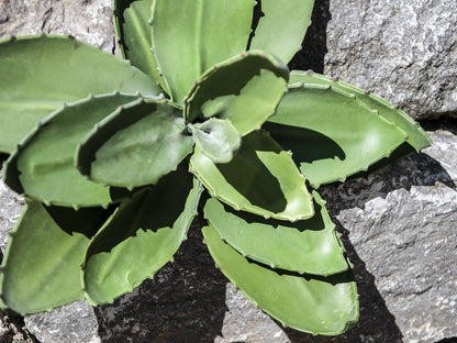 Europalms Agave (EVA), künstlich, grün, 35cm – Ansicht 4