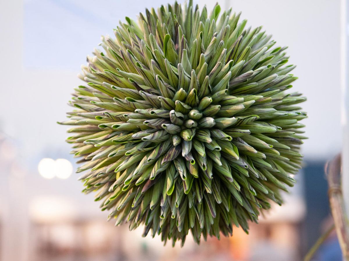 Europalms Sukkulenten Kugel (EVA), Kunstpflanze, grün, 20cm – Ansicht 5
