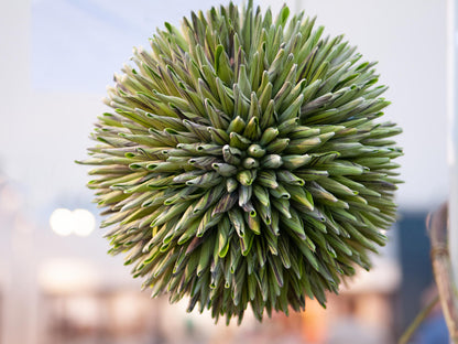 Europalms Sukkulenten Kugel (EVA), Kunstpflanze, grün, 20cm – Ansicht 5