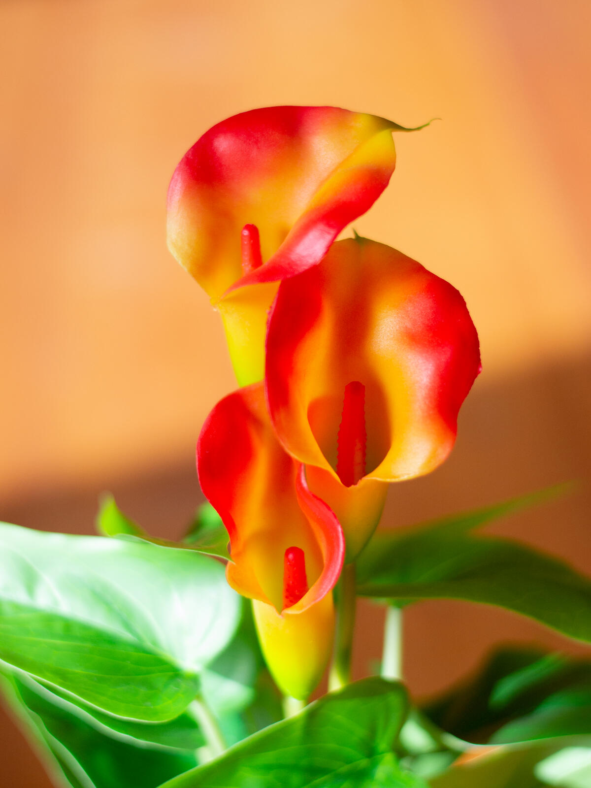 Europalms Calla mini, Kunstpflanze, gelb orange, 43cm – Ansicht 9
