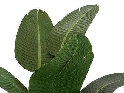 Europalms Strelitzie, Kunstpflanze, 170cm – Ansicht 3