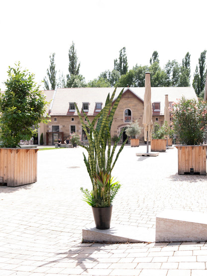 Europalms Sukkulenten-Mix, Kunstpflanze, 190cm – Ansicht 10