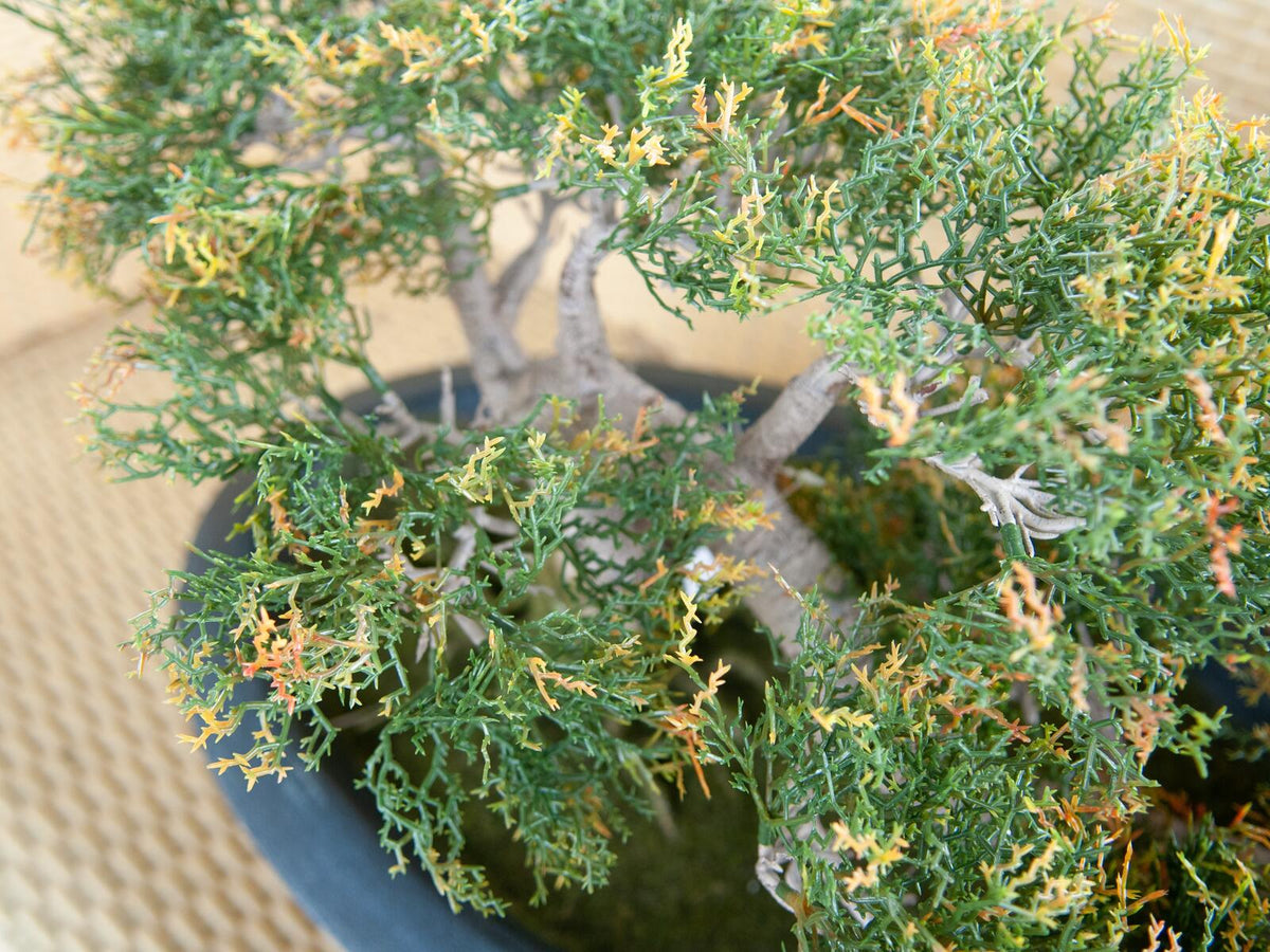 Europalms Bonsai-Zeder, Kunstpflanze, 40cm – Ansicht 2